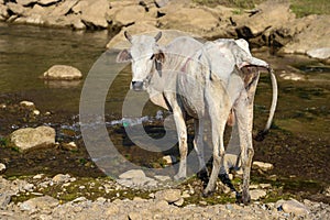 Cow is standing near the sea and she is doing potti