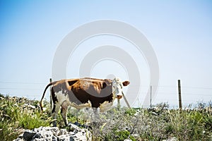 Cow standing outdoor with blue sky space background
