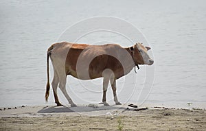 cow standing at a river