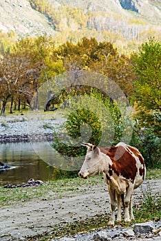 A cow standing on a river bank in an autumn mountain gorge