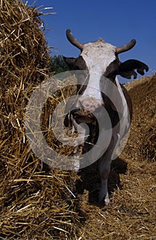 Cow standing in a stall