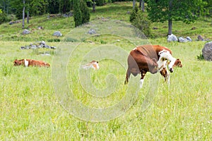 Cow Standing on Three Legs