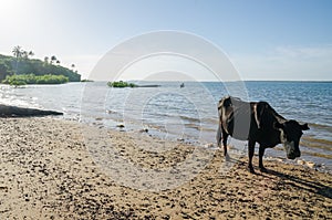 Cow standing on tropical beach of island Bubaque, Bijagos Islands, Guinea-Bissau, Africa