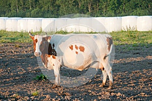 A cow stands on a farm field against the background of harvested hay bales.