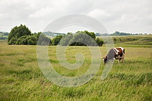 Cow stands on a meadow and eat grass