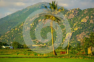 A cow stands next to a coconut tree in a field in Phan Rang Ninh Thuan