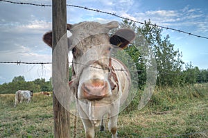 A cow staring photo