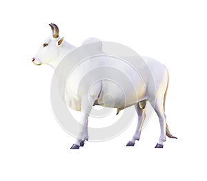 Cow statue isolated on white background