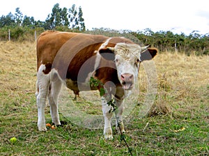 Cow sticking its tongue out making a funny face in a field.