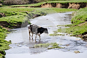 Cow wading in farm creek.