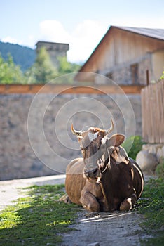 Cow on the streets of Mestia, Georgia