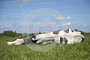 Cow, stretched out, lazy, lying in the middle of a meadow  in the Netherlands, happy dozing