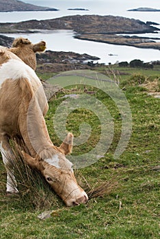 Cow stretching, Ring of Kerry, Irland