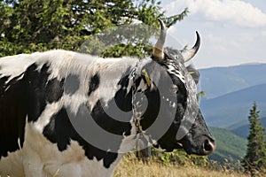 Cow on a subalpine meadow