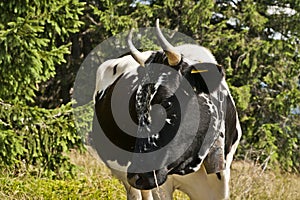 Cow on a subalpine meadow
