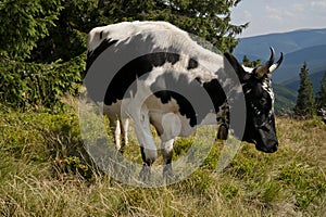Cow on a subalpine meadow