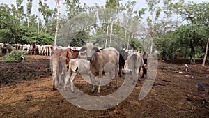 A cow suckling the calf under the shade of a tree in a forest of India.