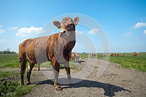 Cow in summer