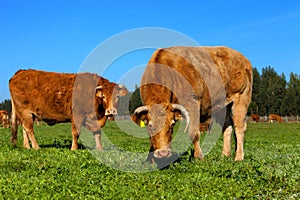 Cow on a summer lawn