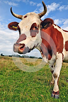 Cow on a summer pasture