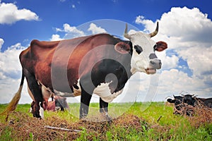 Cow on a summer pasture