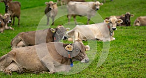 Cow on a summer pasture. Herd of cows grazing in Alps. Holstein cows, Jersey, Angus, Hereford, Charolais, Limousin