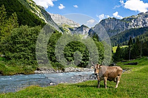 Cow on a summer pasture. Herd of cows grazing in Alps. Holstein cows, Jersey, Angus, Hereford, Charolais, Limousin