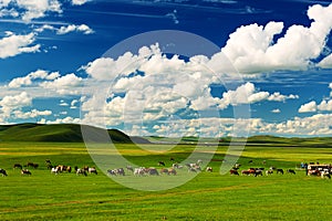 The cow on the summer pasture of Hulunbuir