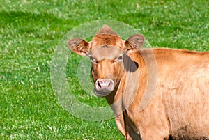 Una vaca sobre el verano pastar 