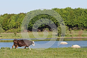 cow on a summer pasture near the river