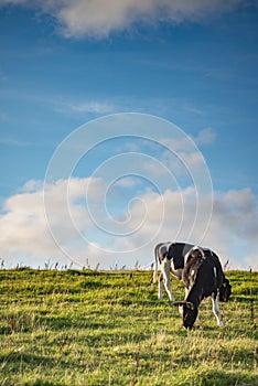 Cow in the summer sun