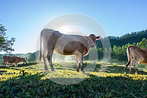 Cow with sun rising behind photo