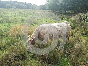 Cow in Sunny Field