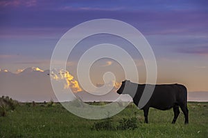 Cow, at sunset