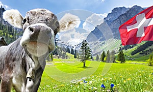 Cow in Swiss alps with flag