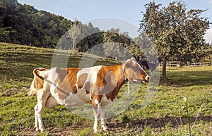 Cow in Swiss meadows