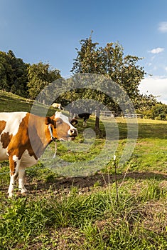 Cow in Swiss meadows