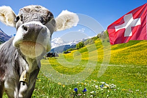 Cow in Swiss Mountains ntains