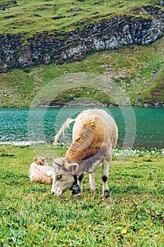 Cow in Switzerland Alps mountain Grindelwald First