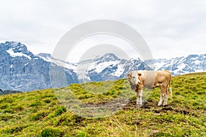 Cow in Switzerland Alps mountain Grindelwald First