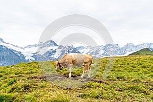 Cow in Switzerland Alps mountain Grindelwald First