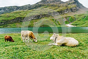 Cow in Switzerland Alps mountain Grindelwald First