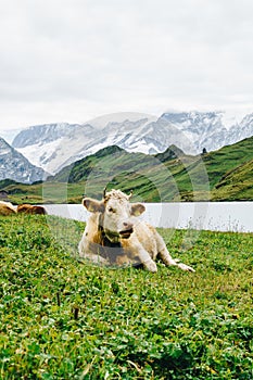 Cow in Switzerland Alps mountain Grindelwald First