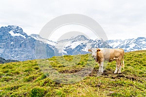 Cow in Switzerland Alps mountain Grindelwald First