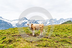 Cow in Switzerland Alps mountain Grindelwald First