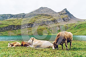 Cow in Switzerland Alps mountain Grindelwald First