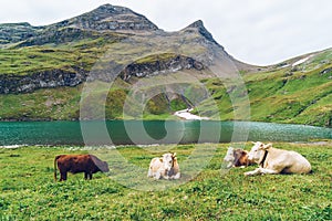 Cow in Switzerland Alps mountain Grindelwald First