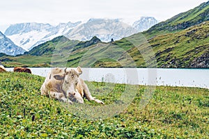 Cow in Switzerland Alps mountain Grindelwald First