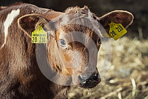 Cow with tags closeup