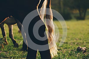 Cow Tail in morning light